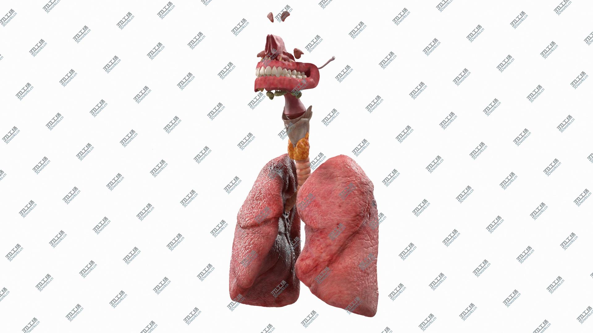 images/goods_img/202105071/3D Human Full Respiratory System/3.jpg